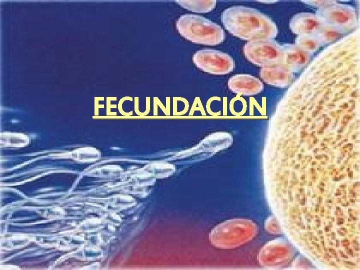 FECUNDACIÓN 