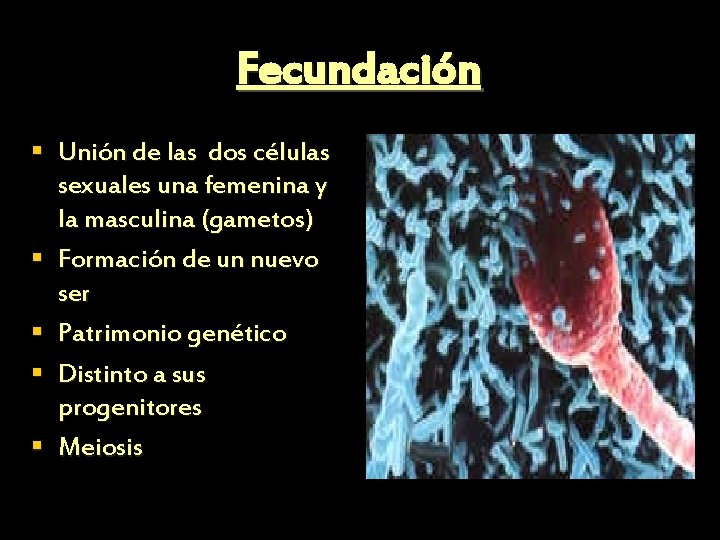 Fecundación § Unión de las dos células sexuales una femenina y la masculina (gametos) Fecundación § Unión de las dos células sexuales una femenina y la masculina (gametos)