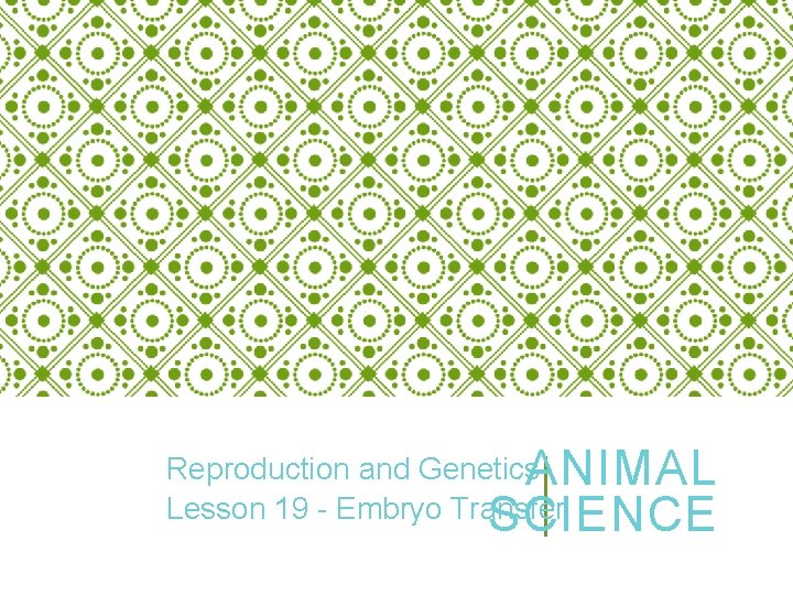 Reproduction and Genetics. ANIMAL Lesson 19 - Embryo Transfer SCIENCE 