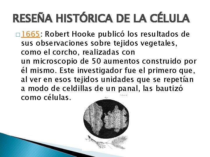 RESEÑA HISTÓRICA DE LA CÉLULA � 1665: Robert Hooke publicó los resultados de sus