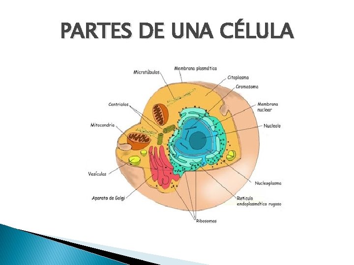 PARTES DE UNA CÉLULA 