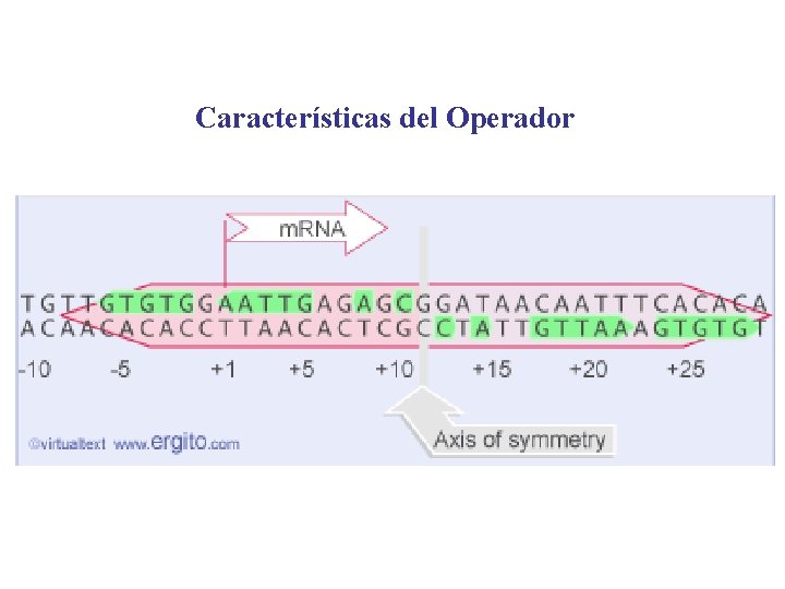 Características del Operador 