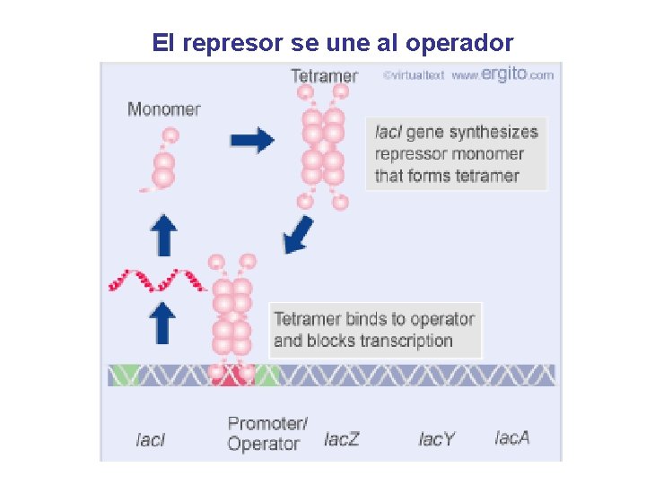 El represor se une al operador 