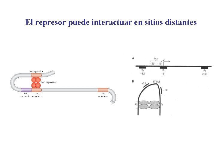 El represor puede interactuar en sitios distantes 