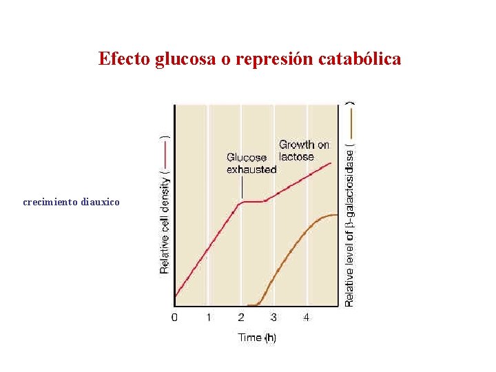 Efecto glucosa o represión catabólica crecimiento diauxico 