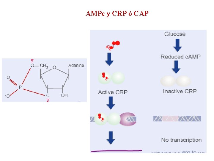 AMPc y CRP ó CAP 