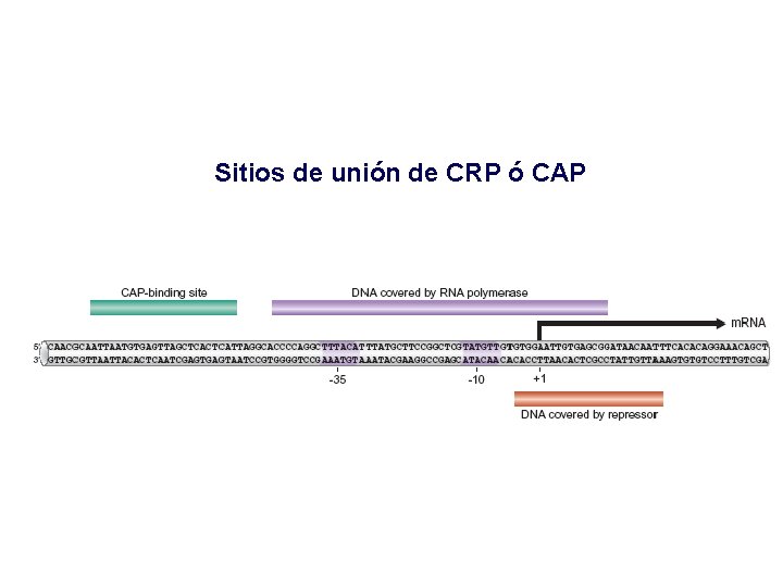Sitios de unión de CRP ó CAP 
