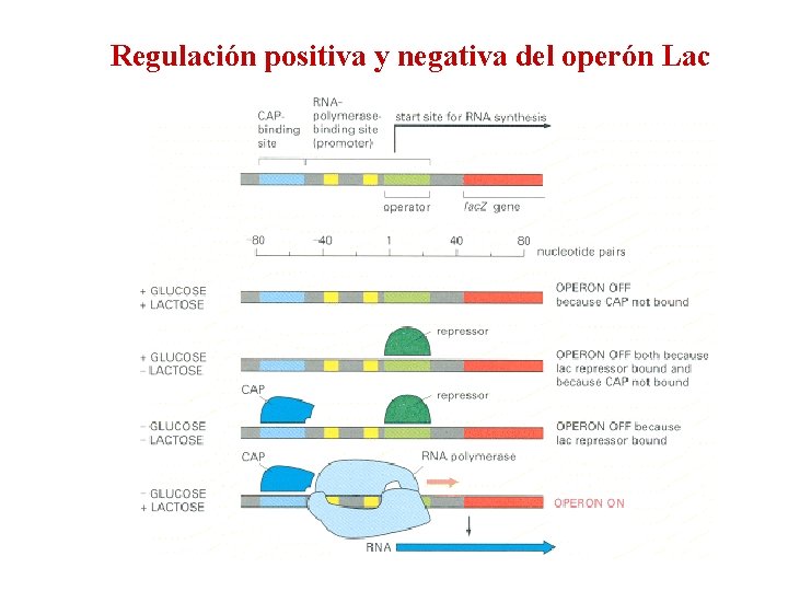 Regulación positiva y negativa del operón Lac 