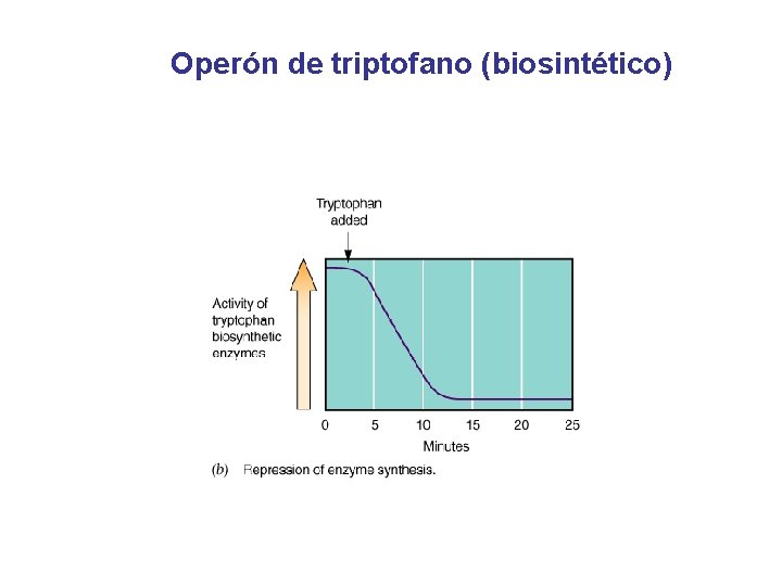 Operón de triptofano (biosintético) 