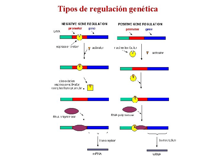 Tipos de regulación genética 