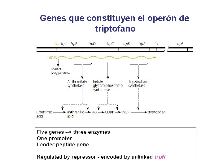 Genes que constituyen el operón de triptofano 