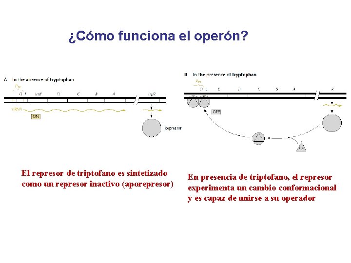 ¿Cómo funciona el operón? El represor de triptofano es sintetizado como un represor inactivo