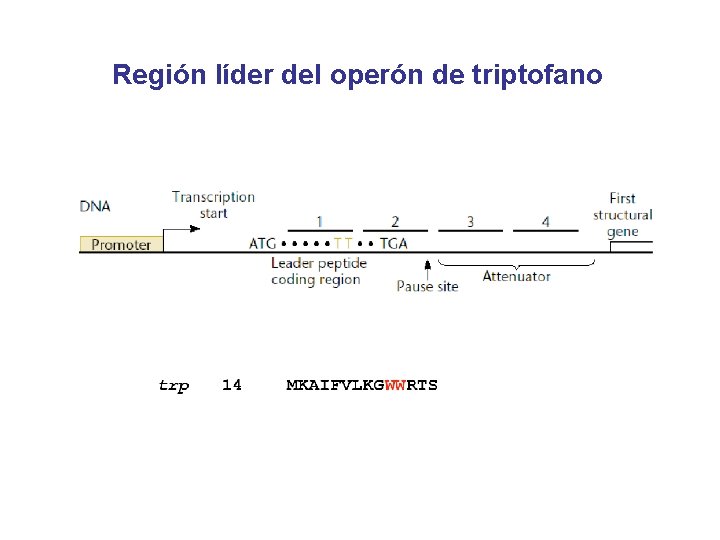 Región líder del operón de triptofano 