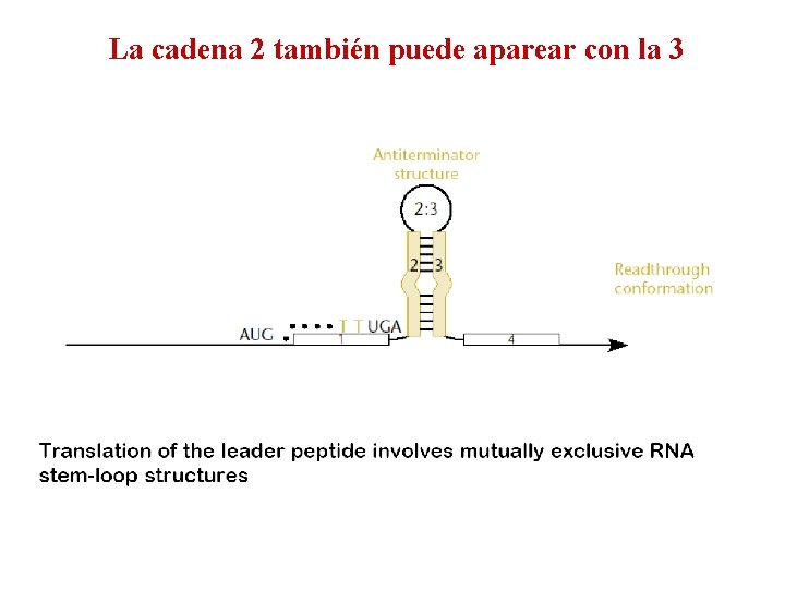 La cadena 2 también puede aparear con la 3 