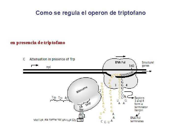 Como se regula el operon de triptofano en presencia de triptofano 
