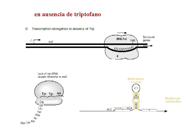 en ausencia de triptofano 