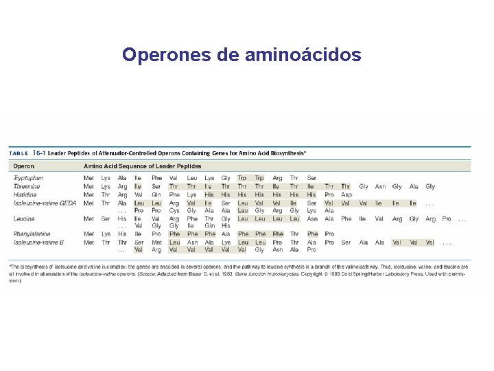 Operones de aminoácidos 