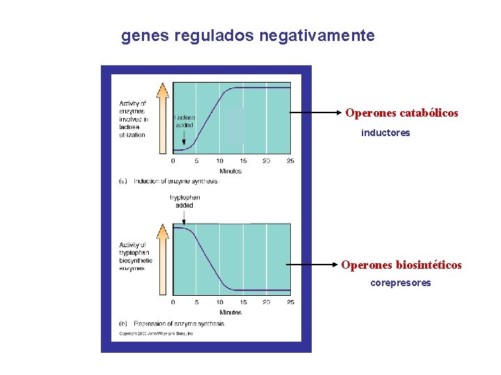 genes regulados negativamente Operones catabólicos inductores Operones biosintéticos corepresores 