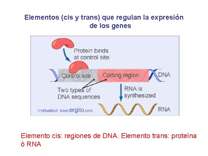 Elementos (cis y trans) que regulan la expresión de los genes Elemento cis: regiones