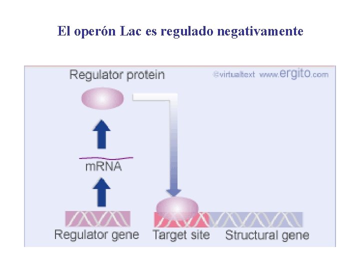 El operón Lac es regulado negativamente 