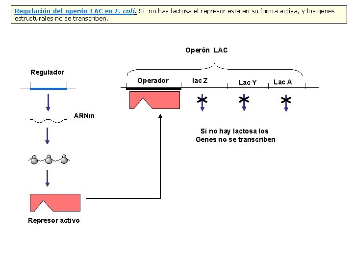 Regulación del operón LAC en E. coli. Si no hay lactosa el represor está