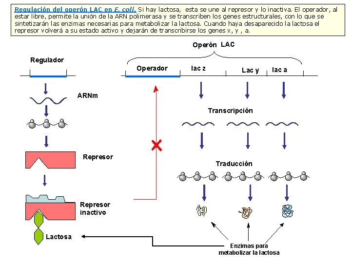 Regulación del operón LAC en E. coli. Si hay lactosa, esta se une al