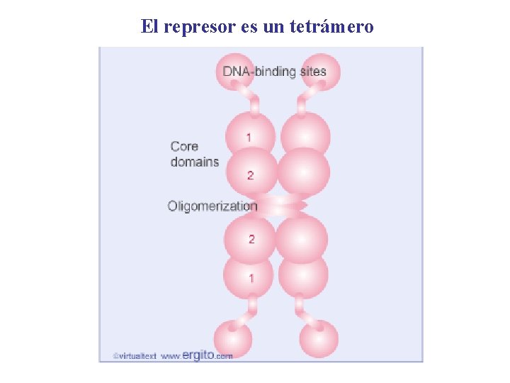El represor es un tetrámero 