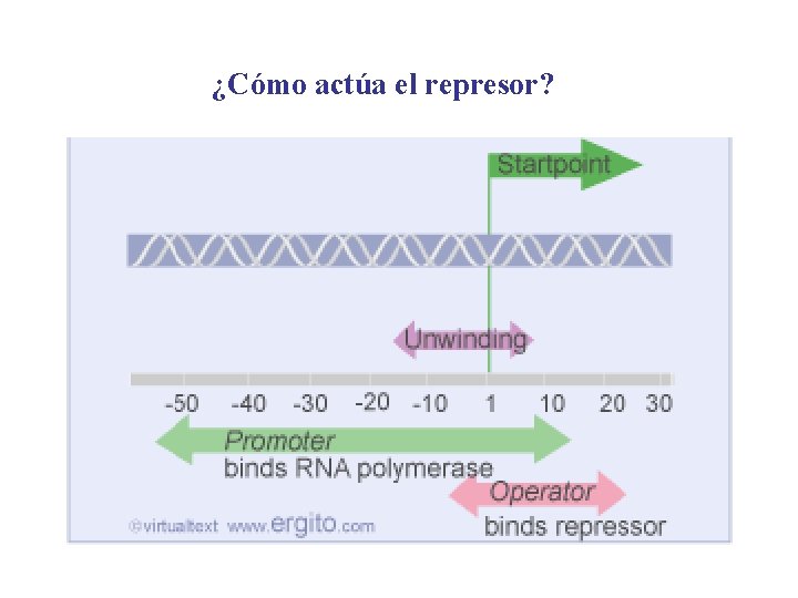 ¿Cómo actúa el represor? 