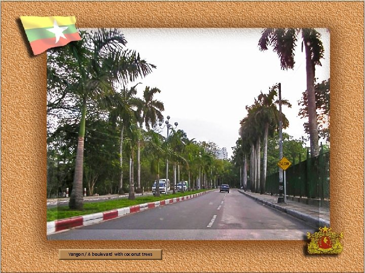 Yangon / A boulevard with coconut trees 