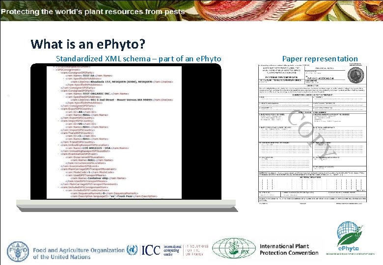 What is an e. Phyto? Standardized XML schema – part of an e. Phyto
