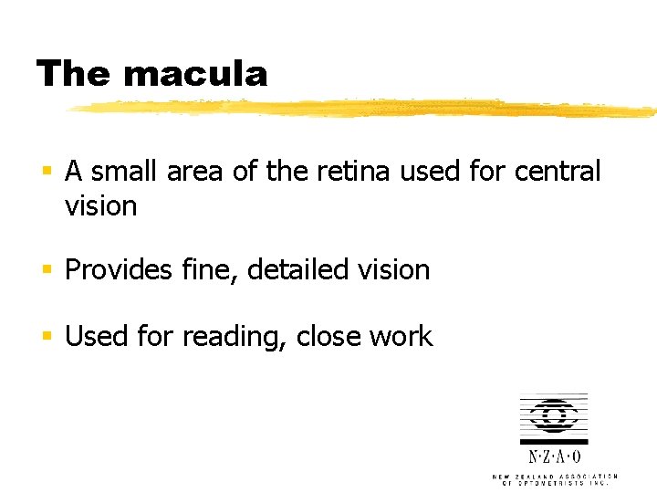 The macula § A small area of the retina used for central vision §