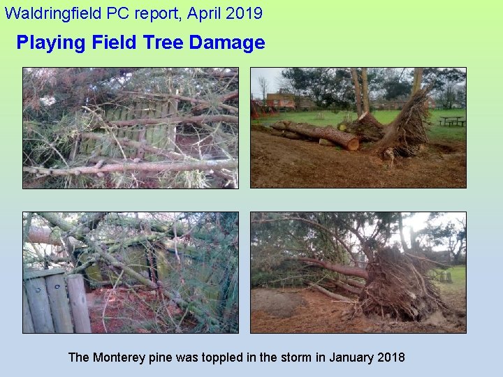 Waldringfield PC report, April 2019 Playing Field Tree Damage The Monterey pine was toppled