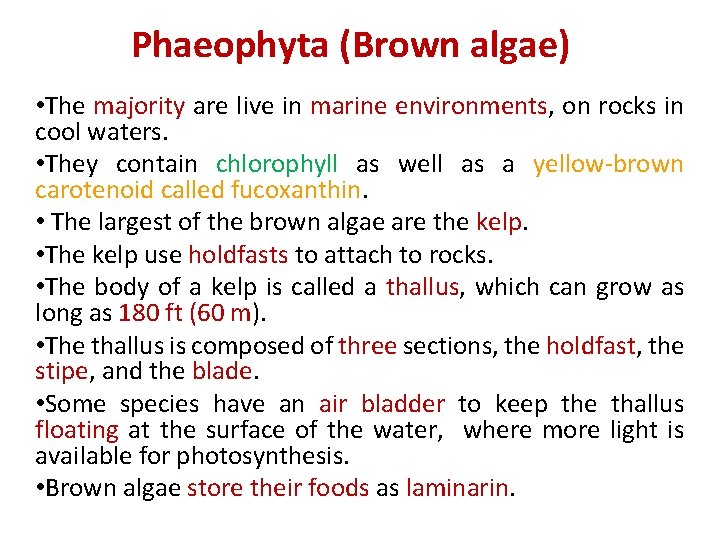 Phaeophyta (Brown algae) • The majority are live in marine environments, on rocks in