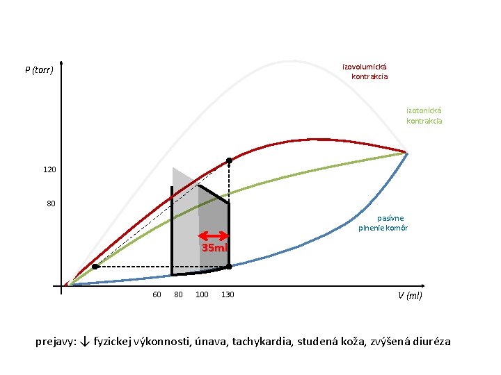 izovolumická kontrakcia P (torr) izotonická kontrakcia 120 80 pasívne plnenie komôr 35 ml 60