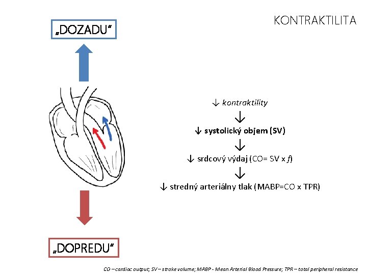 KONTRAKTILITA „DOZADU“ ↓ kontraktility ↓ ↓ systolický objem (SV) ↓ ↓ srdcový výdaj (CO=