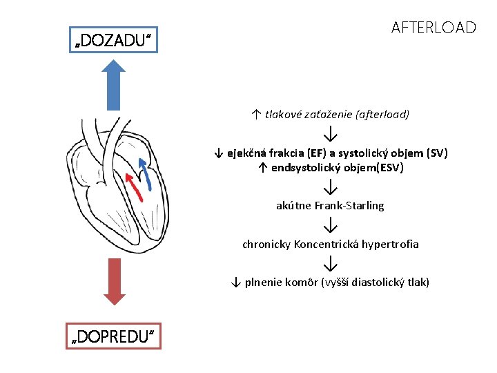 AFTERLOAD „DOZADU“ ↑ tlakové zaťaženie (afterload) ↓ ↓ ejekčná frakcia (EF) a systolický objem