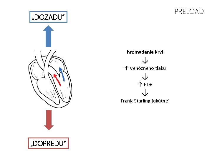 PRELOAD „DOZADU“ hromadenie krvi ↓ ↑ venózneho tlaku ↓ ↑ EDV ↓ Frank-Starling (akútne)