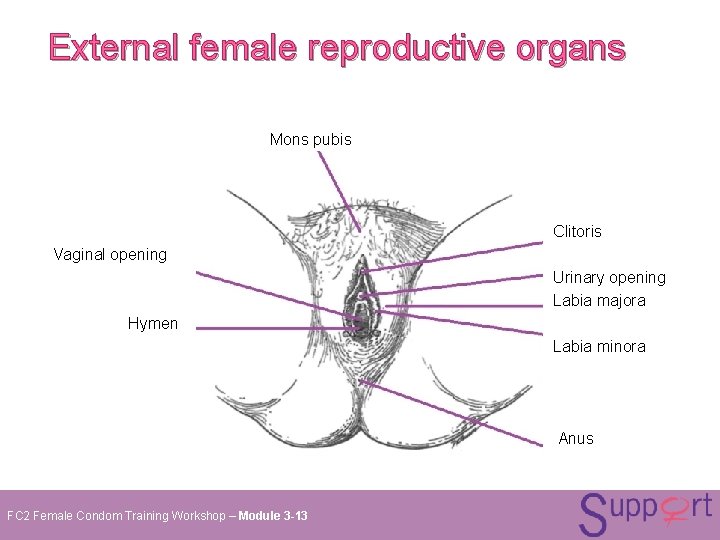 External female reproductive organs Mons pubis Clitoris Vaginal opening Urinary opening Labia majora Hymen External female reproductive organs Mons pubis Clitoris Vaginal opening Urinary opening Labia majora Hymen