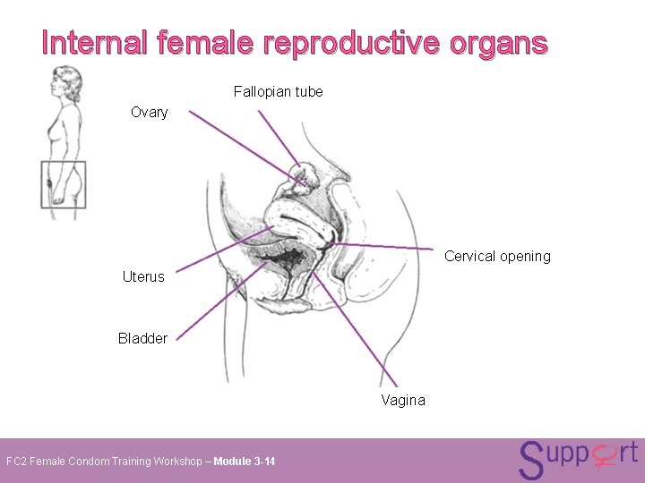 Internal female reproductive organs Fallopian tube Ovary Cervical opening Uterus Bladder Vagina FC 2 Internal female reproductive organs Fallopian tube Ovary Cervical opening Uterus Bladder Vagina FC 2