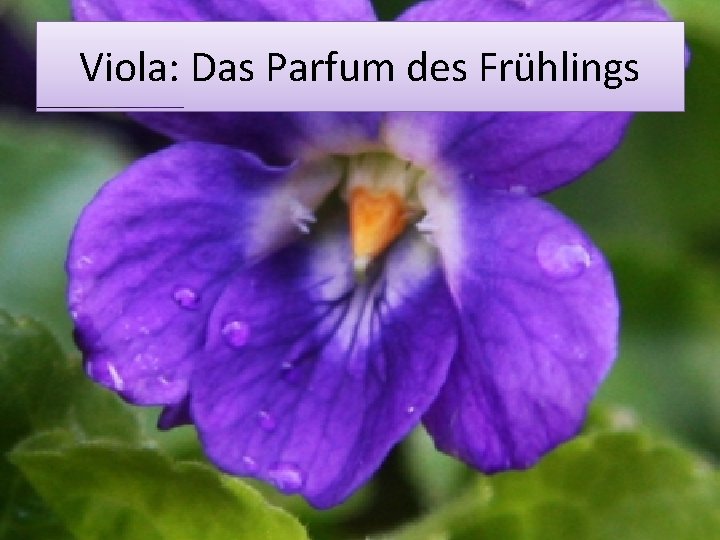 Viola: Das Parfum des Frühlings 