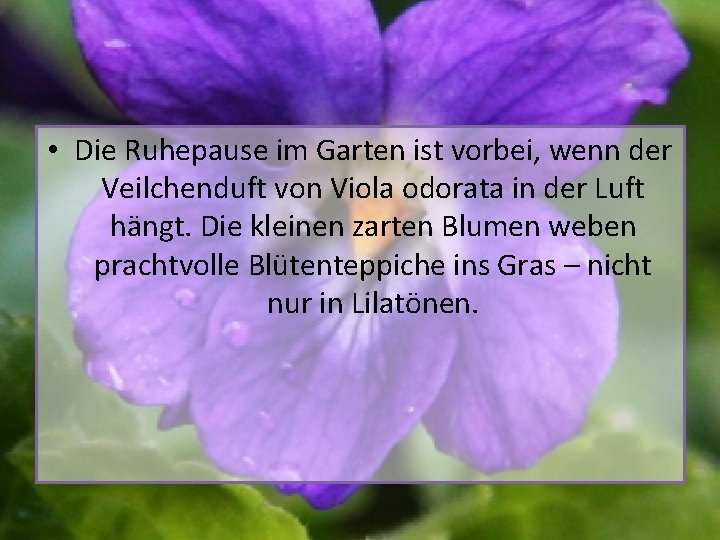  • Die Ruhepause im Garten ist vorbei, wenn der Veilchenduft von Viola odorata