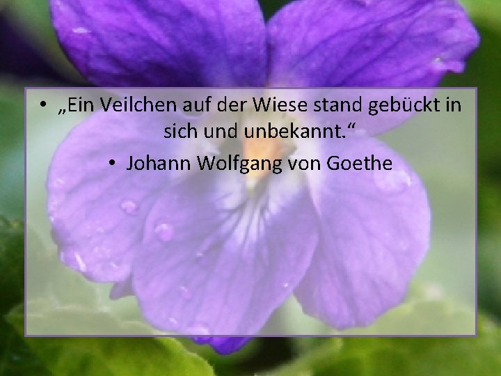  • „Ein Veilchen auf der Wiese stand gebückt in sich und unbekannt. “