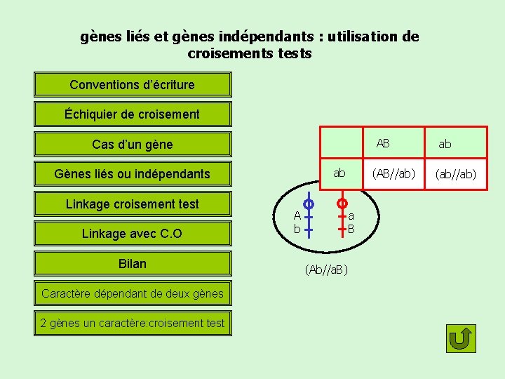 gènes liés et gènes indépendants : utilisation de croisements tests Conventions d’écriture Échiquier de