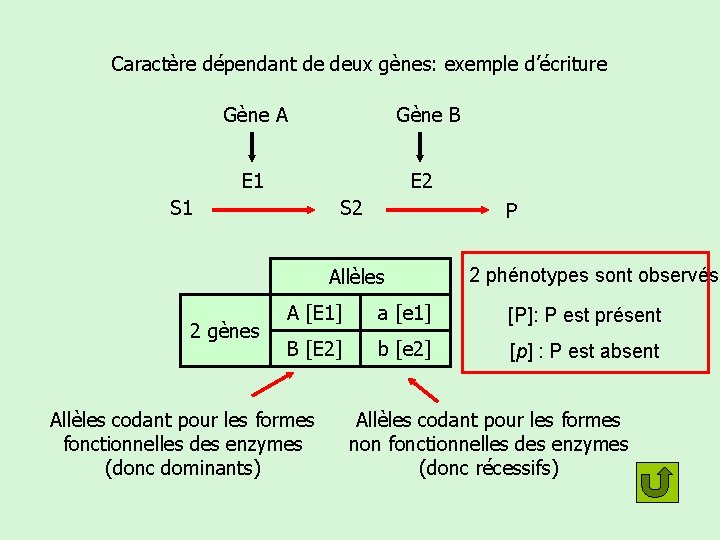 Caractère dépendant de deux gènes: exemple d’écriture Gène A Gène B E 1 E