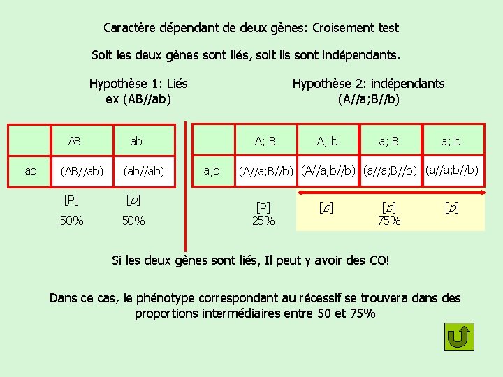 Caractère dépendant de deux gènes: Croisement test Soit les deux gènes sont liés, soit