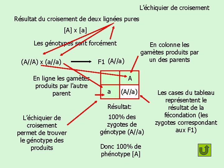 L’échiquier de croisement Résultat du croisement de deux lignées pures [A] x [a] Les