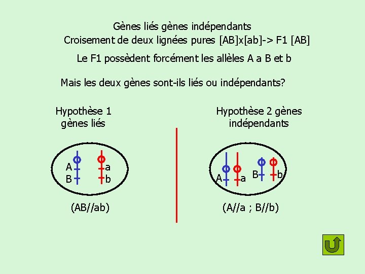 Gènes liés gènes indépendants Croisement de deux lignées pures [AB]x[ab]-> F 1 [AB] Le