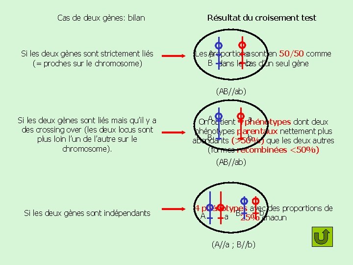 Cas de deux gènes: bilan Si les deux gènes sont strictement liés (= proches