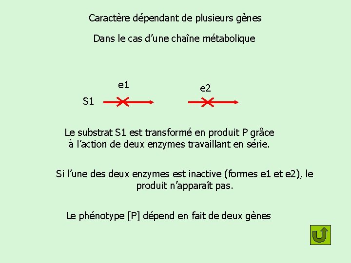 Caractère dépendant de plusieurs gènes Dans le cas d’une chaîne métabolique e 1 E