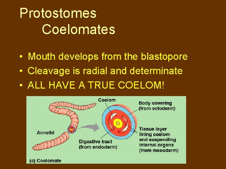 Protostomes Coelomates • Mouth develops from the blastopore • Cleavage is radial and determinate